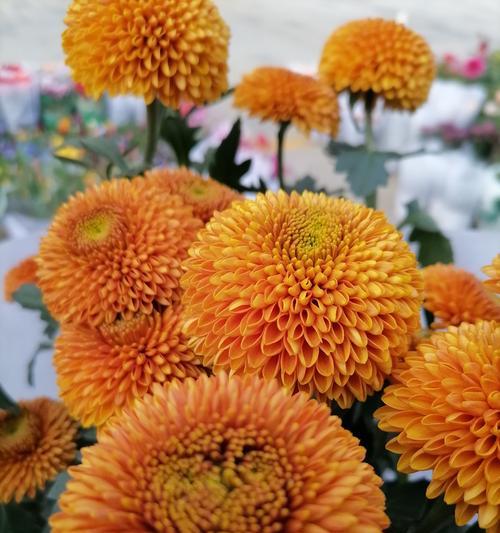 乒乓菊的姊妹花-丽江菊（如此相似却又有别，探究丽江菊的特点与魅力）