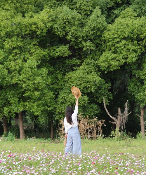 格桑花浇水技巧（如何科学地给格桑花浇水）