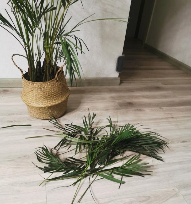 散尾葵叶子分叉原因及解决方法（探讨散尾葵叶子分叉现象的成因和如何有效防治）