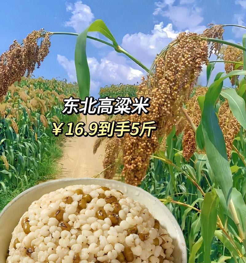 高粱之乡——寻找最优质的高粱产地（探访中国各地高粱产区，找到最优质的高粱种植地）