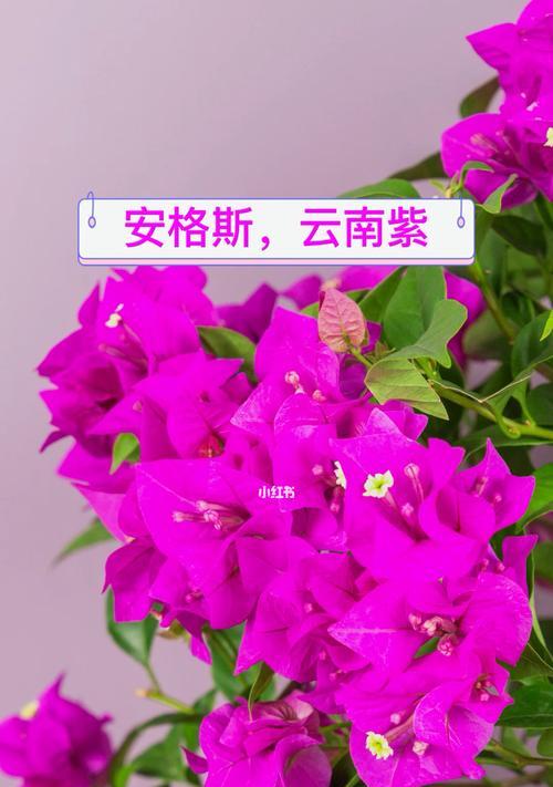 探秘云南特色三角梅——紫勤花（云南花海中的瑰宝，一起来了解它！）
