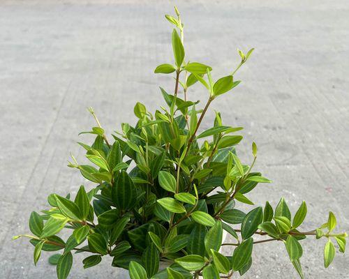 翡翠花的养护指南（打造健康翡翠花的秘诀）