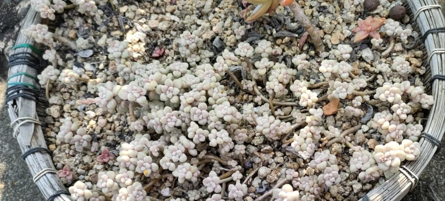 姬秋丽养护指南（打造美丽庭院的秘籍）