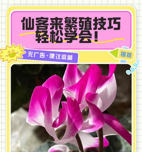 夏季仙客的养护指南（享受夏日魅力，打造炫彩盛夏！）
