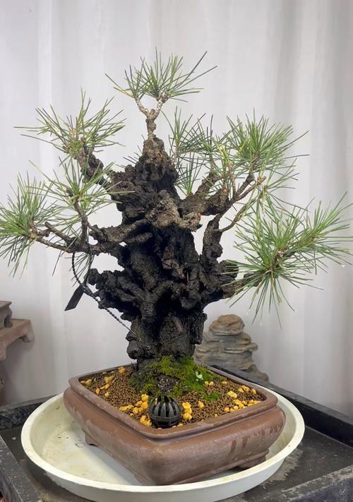 大板松换盆后的养护指南