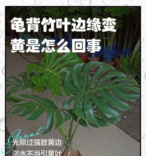 竹子叶子发黄的原因及处理方法（探究竹子叶子发黄的原因，以及如何有效处理）