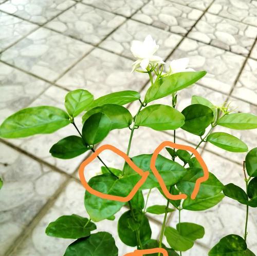 冬天换盆茉莉花的技巧（茉莉花冬季换盆步骤和注意事项）