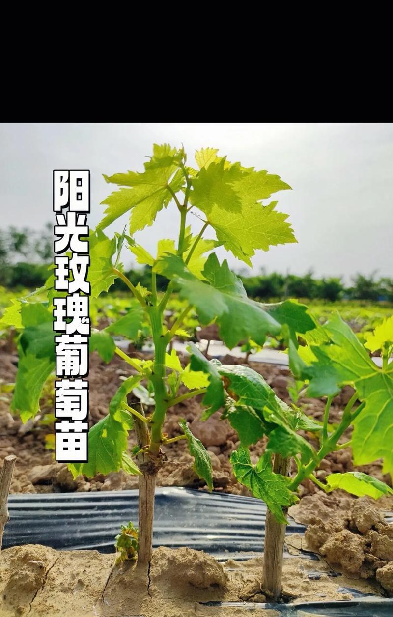 葡萄芽接的最佳时间和技术方法（探究葡萄芽接的技术要点与实施方法）