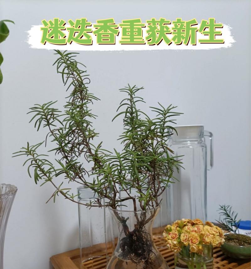 冬天种植迷迭香需要注意的事项（迷迭香的冬季养护、防止冻死的方法）