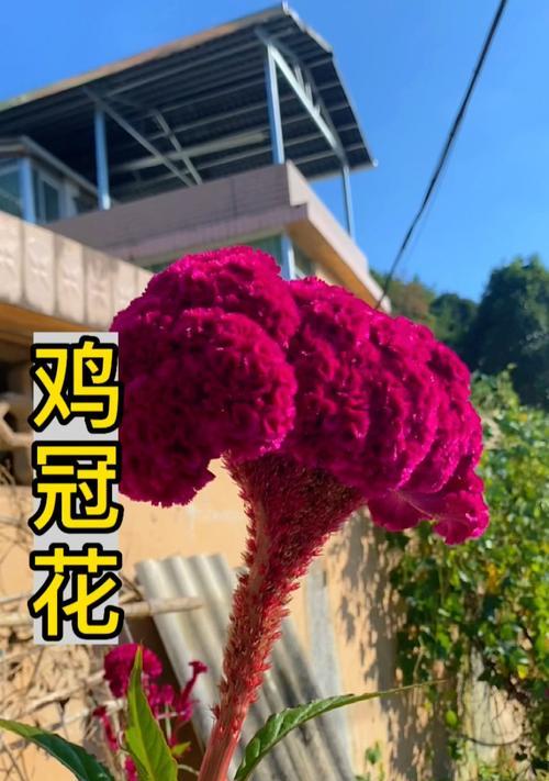 鸡冠花的奇妙开花方式（探索鸡冠花如何展现不同的花朵魅力）