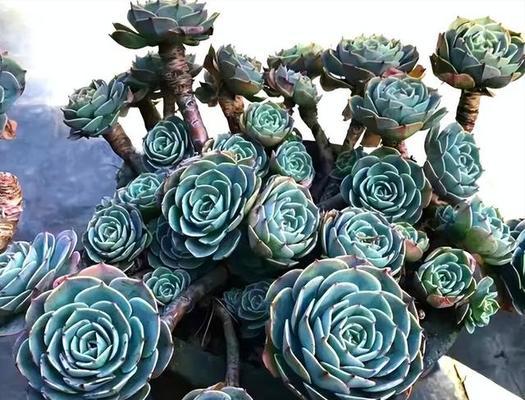 玉蝶怎么养？多肉植物养护技巧大揭秘！（打造自家多肉花园，从玉蝶开始！）