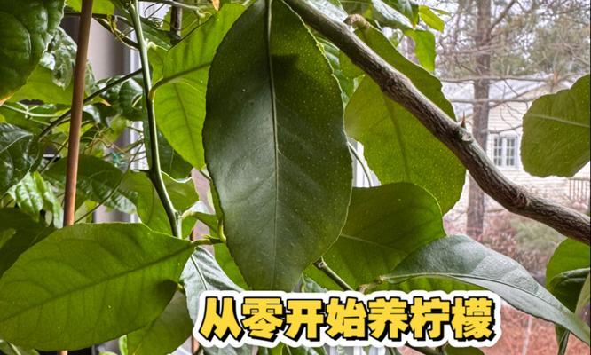 怎样加速柠檬籽的发芽过程？（掌握关键要素，让柠檬籽快速破土而出）