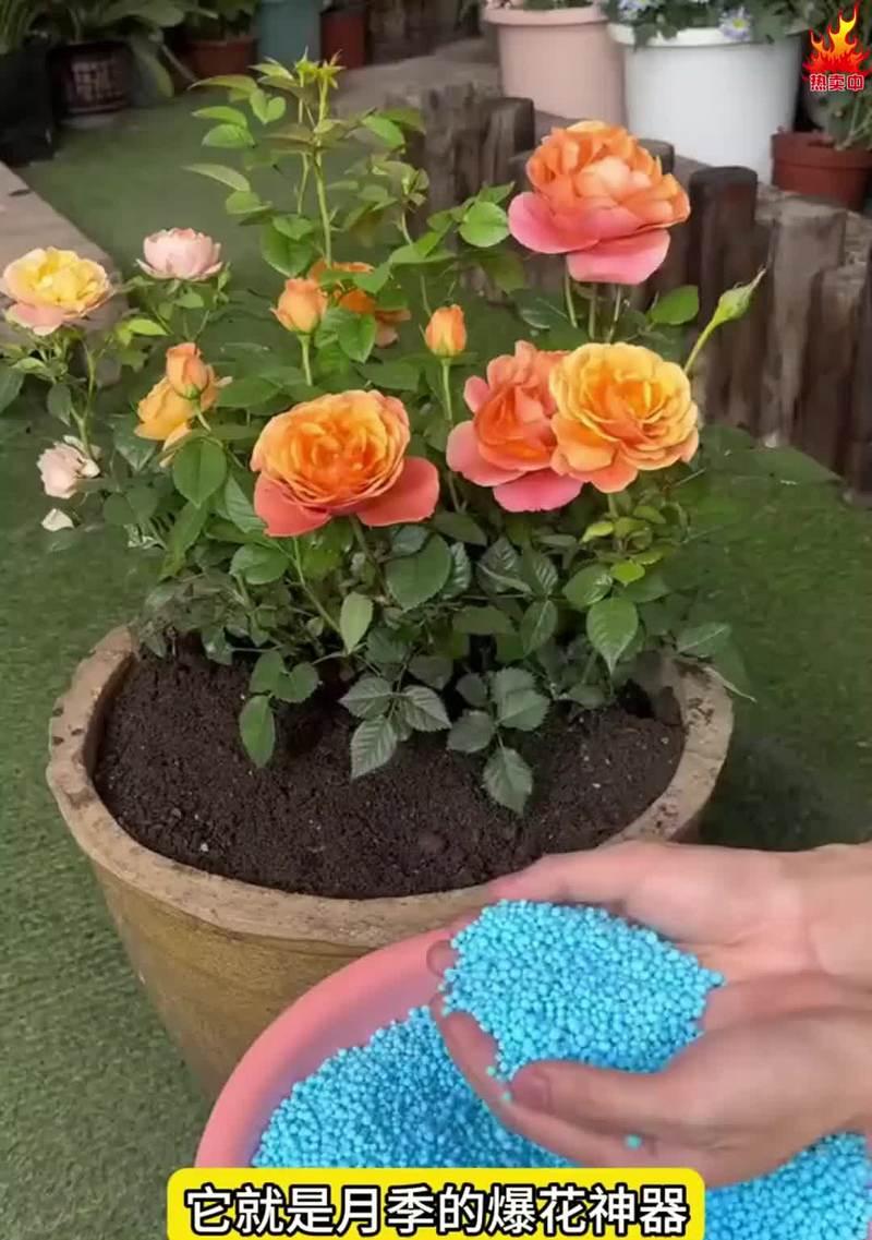 在家种植花的技巧与经验分享（打造自己的花园，享受种植的乐趣）