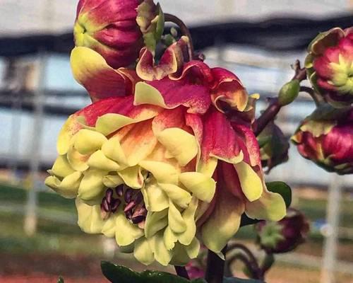 寿星花的养殖技巧与注意事项（让你的寿星花长得更茂盛、更有魅力）