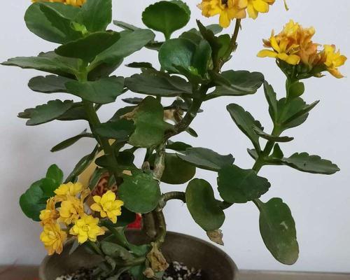 伽蓝花养护指南（打造美丽花园的关键）