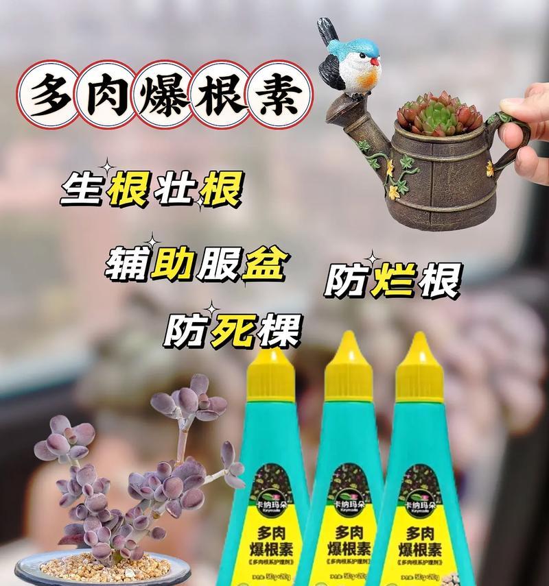多肉植物的夏日养护与管理（多肉植物夏天的保养技巧与注意事项）