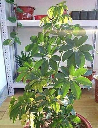 鸭掌树繁殖指南（以鸭掌树繁殖为主题，解读种植技巧和方法）