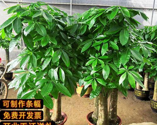 我与发财树的故事（培育发财树的经历与收获）