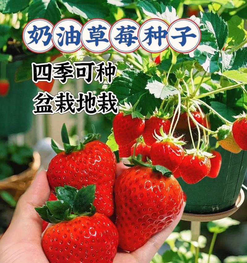 草莓种子直接种植的好处及注意事项（省心省力又省钱，草莓种子直接种植成为新宠）