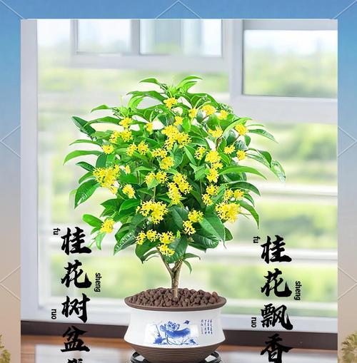 如何在正确的时间给桂花换盆（桂花换盆的时机、注意事项和步骤）