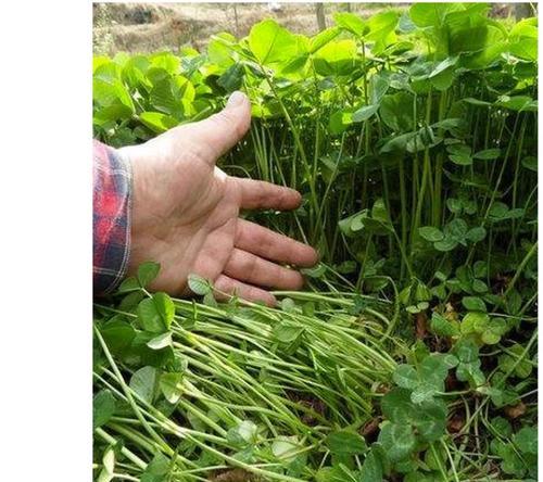 以三叶草种子怎么种（探索三叶草种植的秘密）