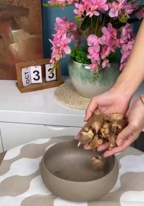 香雪兰种球的种植技巧（打造美丽花园的必备之选，香雪兰种球种植指南）