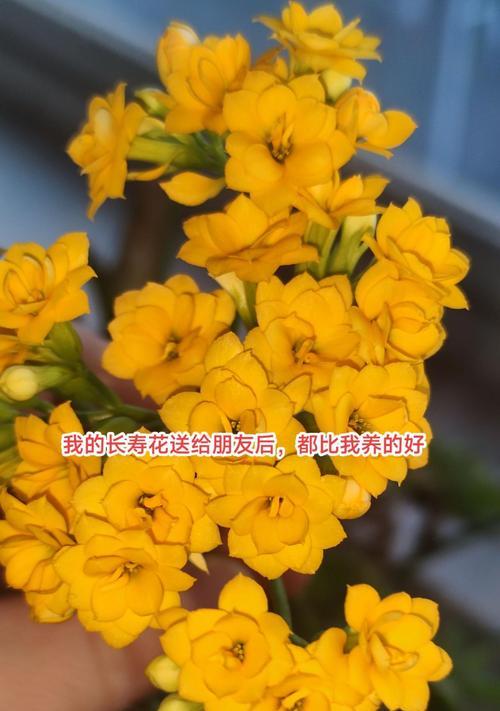长寿花的花期长短及生长特点（探秘长寿花的开花时间、生长环境与护理方法）