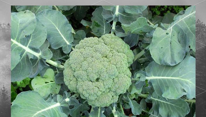 12月种菜指南（打造寒冬肥沃的菜园）