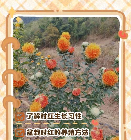 百日红花的养护秘籍（从种植到开花，助你打造美丽花坛）