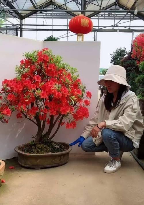 映山红花养护指南（打造绚丽花海，从映山红开始）