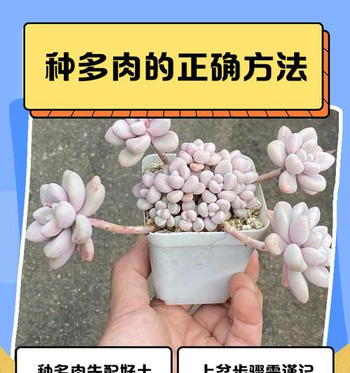 新手必看！刚刚上盆多肉怎么浇水？（科学浇水，让你的多肉茁壮成长）