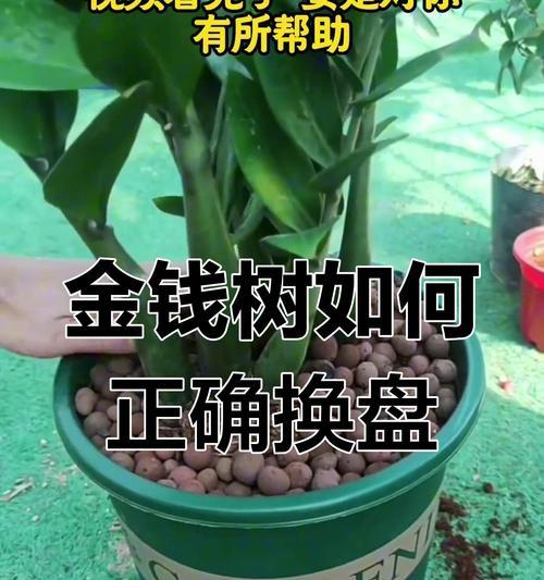 金钱树根部腐烂的处理方法（细心养护，挽救金钱树的生命）