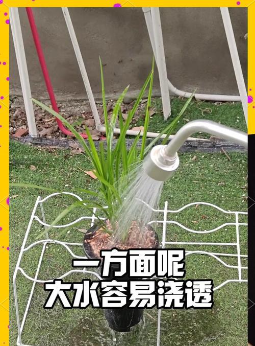 水培兰花的养殖技巧（简单易行的兰花水培方法）
