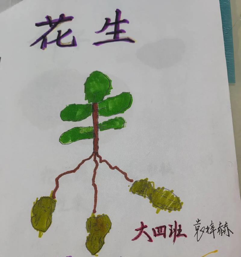 探秘花生的生长习性（生长环境条件及其养殖技巧）