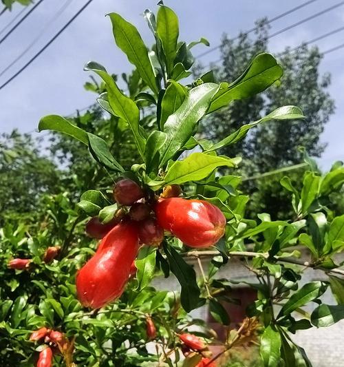 盆榴花移栽指南（教你如何正确地移栽盆榴花，让它茁壮成长）