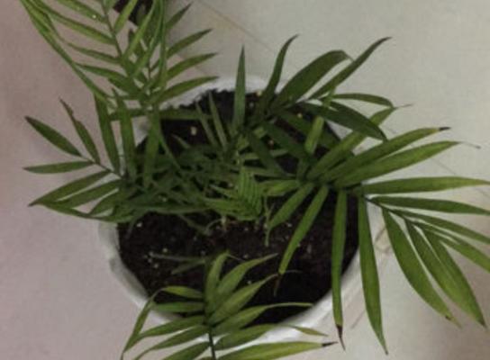 凤尾竹叶子的卷起方法与用途（揭秘凤尾竹叶子的独特特性）
