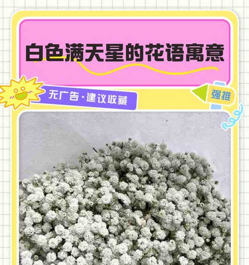 不同颜色满天星花语（揭秘满天星花语的深层含义）