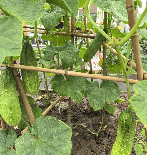 黄瓜种植的最佳时间（根据不同气候条件，选择种植时间的技巧）