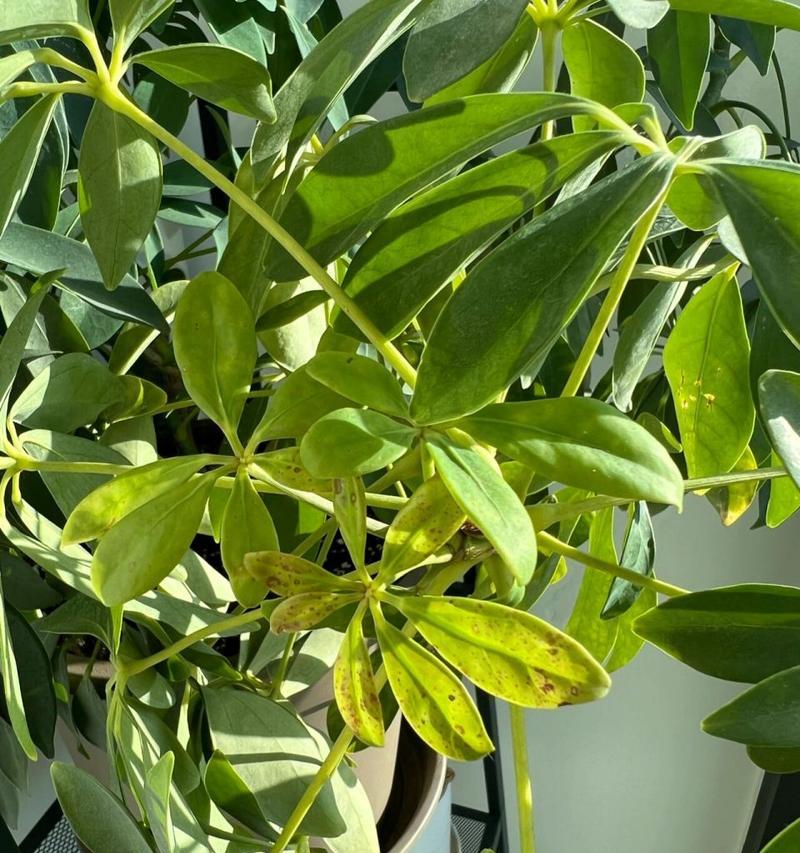 鹅掌柴叶子为何干枯？（探索鹅掌柴叶子枯萎现象的原因与解决方法）