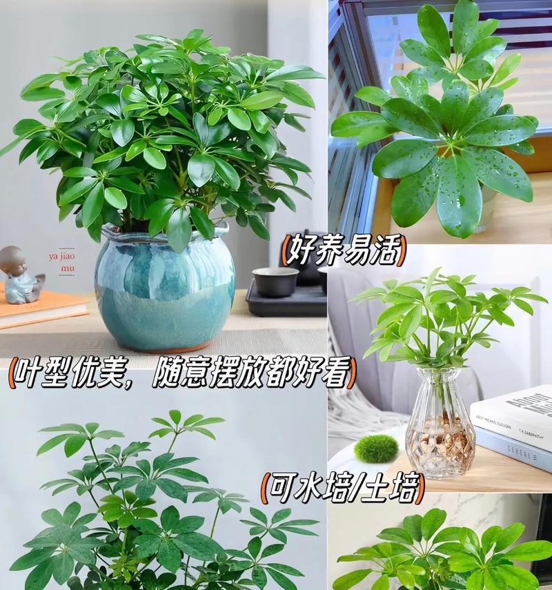 二手鹅掌柴的管理方法（高效利用二手鹅掌柴的技巧与建议）