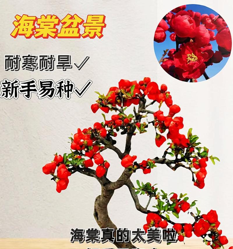 长寿冠海棠的多次开花之谜（探究长寿冠海棠为何一年开几次花）
