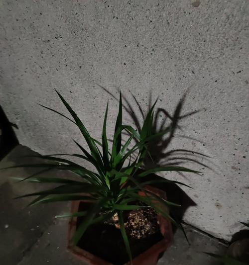 龙须树的修复方法（救回头烂的龙须树，让它再度盛放）