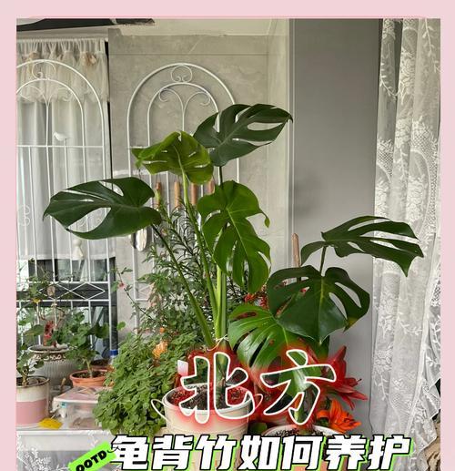 龟背竹小苗成长之道（从微小开始，见证奇迹的诞生）