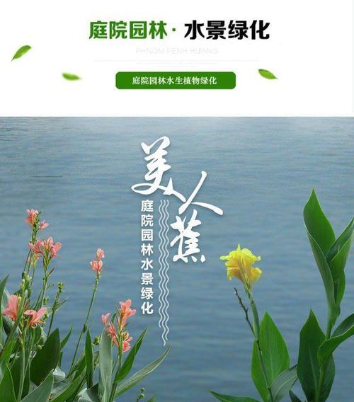 美人蕉的栽培秘籍（选择适宜的土壤，让美人蕉健康成长）