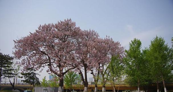 家里也能种梧桐树（如何在家中种植梧桐树，打造自己的小花园）