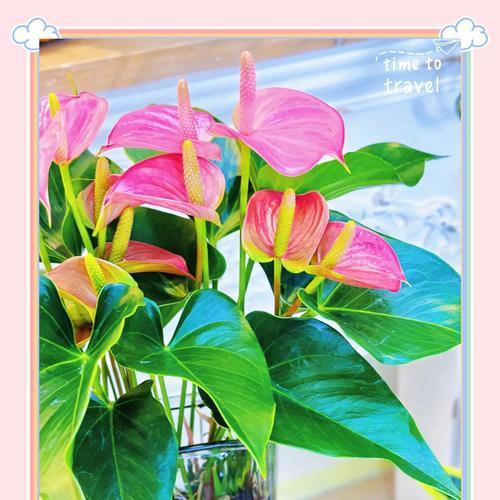 《以粉掌怎么养才开花》（教你打造绽放鲜花的秘诀）