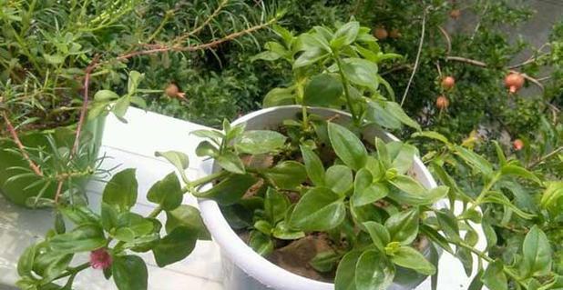 厚脸皮植物叶子发黄了怎么办？（让你的厚脸皮植物重拾青春的秘诀！）