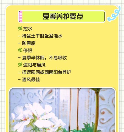 如何正确养护天竺葵（夏季养殖方法详解）