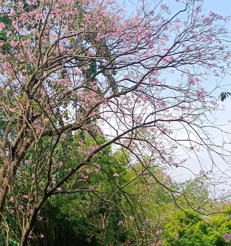 春季植物的美丽与生机（探索春季植物的独特魅力）