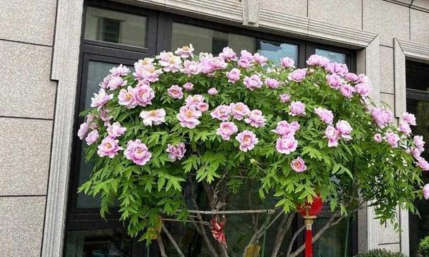 家门口种牡丹，让您的家园更美丽（打造家门口的花海，享受缤纷花色）